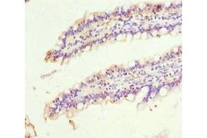 Immunohistochemistry of paraffin-embedded human small intestine tissue using ABIN7169557 at dilution of 1:100 (SIGLEC12 抗体  (AA 20-210))