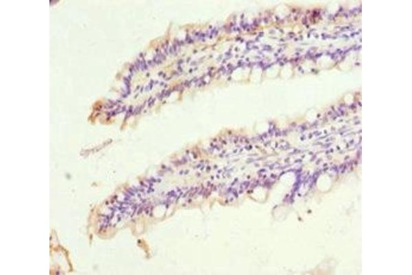 SIGLEC12 anticorps  (AA 20-210)