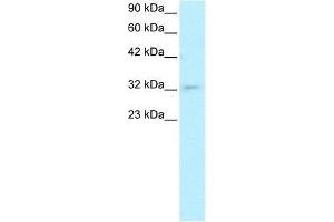 Human HepG2; WB Suggested Anti-POU1F1 Antibody Titration: 0. (POU1F1 抗体  (C-Term))
