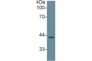 Rabbit Detection antibody from the kit in WB with Positive Control: Sample Human heart lysate. (LEFTY1 ELISA 试剂盒)