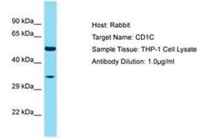 Image no. 1 for anti-T-cell surface glycoprotein CD1c (CD1C) (AA 227-276) antibody (ABIN6750498) (CD1c 抗体  (AA 227-276))