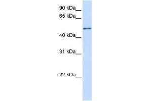 ZNF561 antibody used at 0. (ZNF561 抗体  (C-Term))