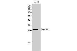 Western Blotting (WB) image for anti-CDC42 Effector Protein (Rho GTPase Binding) 2 (CDC42EP2) (N-Term) antibody (ABIN3183816) (CDC42EP2 抗体  (N-Term))