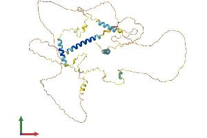 AlphaFold protein structure predicition of Mouse Recombinant Lad1 Protein, UniprotID P57016