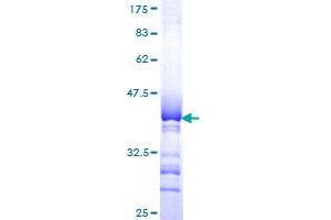 Image no. 1 for Sialic Acid Binding Ig-Like Lectin 10 (SIGLEC10) (AA 589-696) protein (GST tag) (ABIN1319983)