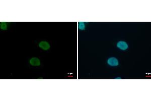 ICC/IF Image KLF4 antibody detects KLF4 protein at nucleus by immunofluorescent analysis. (KLF4 抗体)