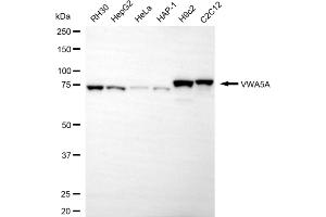 Western blotting analysis using VWA5A antibody (ABIN7800847).