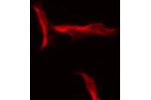 ABIN6275554 staining HeLa by IF/ICC. (SERPINB12 抗体  (N-Term))