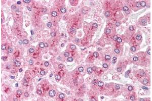 Human Liver: Formalin-Fixed, Paraffin-Embedded (FFPE) (GPC4 抗体  (N-Term))