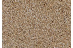 ABIN6274922 at 1/100 staining Mouse liver tissue by IHC-P. (FAM203B 抗体  (Internal Region))