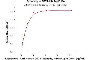 Immobilized Cynomolgus CD73, His Tag (ABIN6973020) at 2 μg/mL (100 μL/well) can bind Monoclonal A CD73 Antibody, Human IgG1 with a linear range of 0. (CD73 Protein (AA 27-554) (His tag))