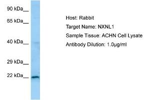 Western Blotting (WB) image for anti-Nucleoredoxin Like Protein 1 (NXNL1) (N-Term) antibody (ABIN2790127) (NXNL1 抗体  (N-Term))
