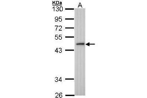 WB Image Sample (30 ug of whole cell lysate) A: H1299 10% SDS PAGE antibody diluted at 1:1000 (ING3 抗体)