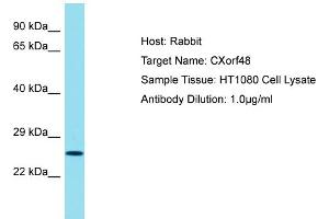 Host: Rabbit Target Name: CXORF48 Sample Tissue: Human HT1080 Whole Cell Antibody Dilution: 1ug/ml (CXorf48 抗体  (N-Term))
