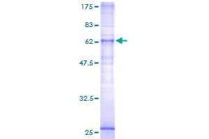 LPAR5 Protein (AA 1-372) (GST tag)