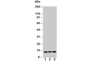 Western blot testing of MIF antibody and Lane 1:  HeLa (MIF 抗体  (C-Term))