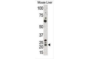Western blot analysis of anti-Gremlin Pab in mouse liver cell lysate. (GREM1 抗体  (C-Term))