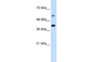 Western Blotting (WB) image for anti-Poly-U Binding Splicing Factor 60KDa (PUF60) (C-Term) antibody (ABIN2779054)