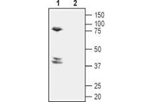 Western blot analysis of mouse brain lysate: - 1. (Prostaglandin D2 Receptor 2 (PTGDR2) (AA 270-283), (Extracellular) 抗体)
