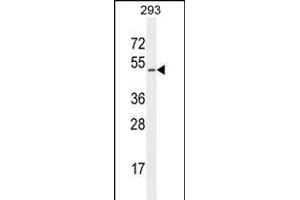CHRDL1 Antibody (N-term) (ABIN654624 and ABIN2844321) western blot analysis in 293 cell line lysates (35 μg/lane). (CHRDL1 抗体  (N-Term))