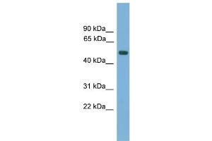 WB Suggested Anti-AMN Antibody Titration:  0. (AMN 抗体  (N-Term))