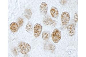 Immunohistochemistry (IHC) image for anti-Pleiotropic Regulator 1 (PLRG1) (AA 464-514) antibody (ABIN7449000) (PLRG1 抗体  (AA 464-514))
