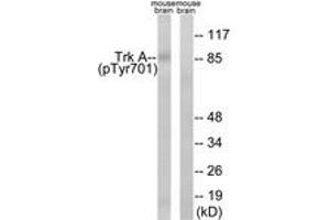 Western blot analysis of extracts from mouse brain, using Trk A (Phospho-Tyr701) Antibody. (TRKA 抗体  (pTyr701))