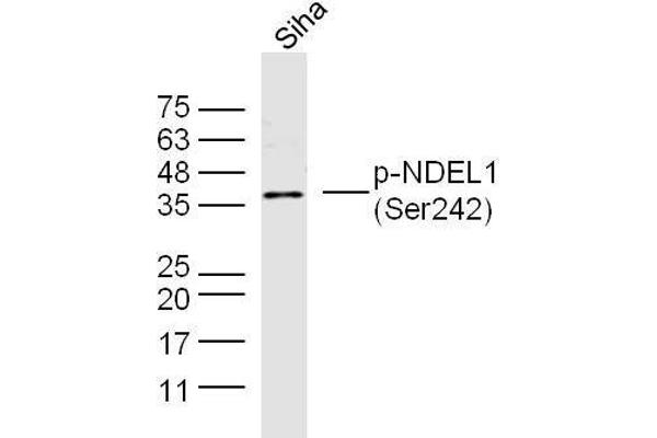 NDEL1 抗体  (pSer242)