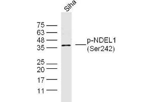 Human Siha cell lysates probed with NDEL1 (Ser242) Polyclonal Antibody, unconjugated  at 1:300 overnight at 4°C followed by a conjugated secondary antibody at 1:10000 for 90 minutes at 37°C. (NDEL1 抗体  (pSer242))