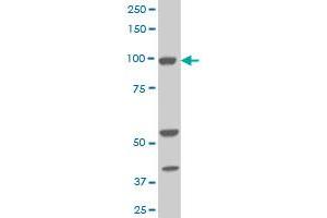 Western Blotting (WB) image for anti-Aldehyde Dehydrogenase 1 Family, Member L1 (ALDH1L1) (AA 803-902) antibody (ABIN524242)