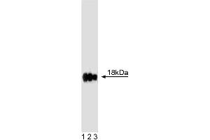 Western blot analysis of Caveolin 3 on rat muscle lysate. (Caveolin 3 抗体  (AA 3-24))