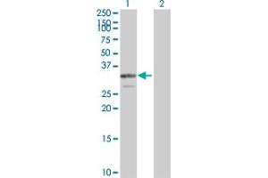Western Blot analysis of PDGFB expression in transfected 293T cell line by PDGFB MaxPab polyclonal antibody. (PDGFB 抗体  (AA 1-241))