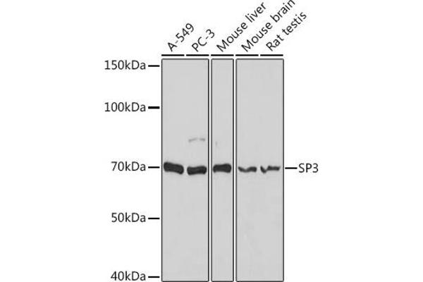 Sp3 抗体  (AA 240-350)