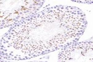 Immunohistochemistry analysis of paraffin-embedded mouse testis using,ACRBP (ABIN7072890) at dilution of 1: 8000 (ACRBP 抗体)