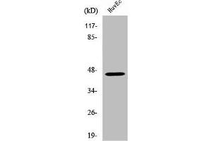 Western Blot analysis of MCF7 cells using V1RL2 Polyclonal Antibody (VN1R2 抗体  (Internal Region))