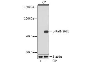 Western blot analysis of extracts of C6 cells, using Phospho-Raf1-S621 Rabbit mAb (ABIN7271267) at 1:1000 dilution.