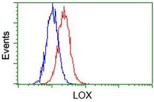 Image no. 2 for anti-Lysyl Oxidase (LOX) (AA 22-168) antibody (ABIN1491220) (LOX 抗体  (AA 22-168))