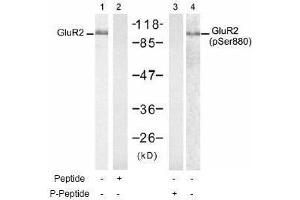 Image no. 1 for anti-Glutamate Receptor, Ionotropic, AMPA 2 (GRIA2) (pSer880) antibody (ABIN197063) (GRIA2 抗体  (pSer880))