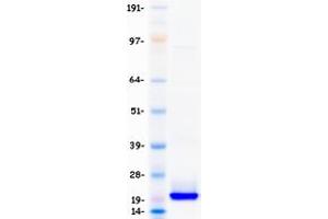 Validation with Western Blot