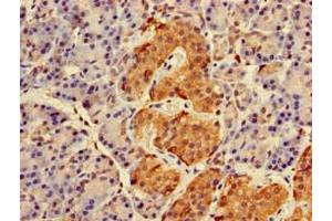 Immunohistochemistry of paraffin-embedded human pancreatic tissue using ABIN7167270 at dilution of 1:100 (RAB27A 抗体  (AA 2-221))