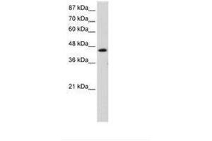 Image no. 1 for anti-General Transcription Factor IIH, Polypeptide 4, 52kDa (GTF2H4) (C-Term) antibody (ABIN202580) (GTF2H4 抗体  (C-Term))