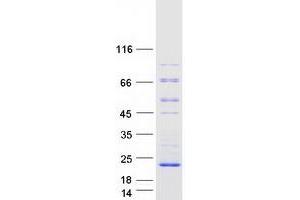 Validation with Western Blot (C16ORF95 Protein (Transcript Variant 2) (Myc-DYKDDDDK Tag))