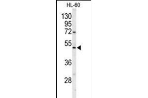 Western blot analysis of POLG2 Antibody (C-term) (ABIN1882118 and ABIN2839456) in HL-60 cell line lysates (35 μg/lane).