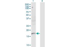 Western Blotting (WB) image for anti-Plexin A2 (Plxna2) (AA 1-164) antibody (ABIN518985)