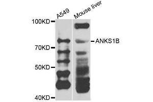 Western blot analysis of extracts of various cell lines, using ANKS1B antibody. (ANKS1B 抗体  (AA 261-510))