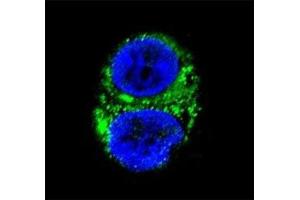 Confocal immunofluorescent analysis of IDH1 antibody with HepG2 cells followed by Alexa Fluor 488-conjugated goat anti-rabbit lgG (green). (IDH1 抗体  (AA 116-143))
