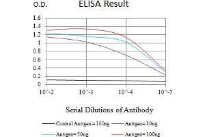 Black line: Control Antigen (100 ng),Purple line: Antigen (10 ng), Blue line: Antigen (50 ng), Red line:Antigen (100 ng) (POLR2A/RPB1 抗体  (AA 128-258))