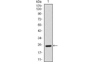 Western Blotting (WB) image for anti-Activated Leukocyte Cell Adhesion Molecule (ALCAM) (AA 405-524) antibody (ABIN1846220) (CD166 抗体  (AA 405-524))