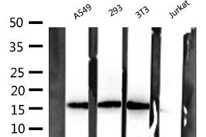 Western blot analysis of extracts of various celllines,using Histone H3 Antibody.
