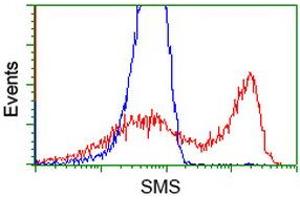 HEK293T cells transfected with either RC200619 overexpress plasmid (Red) or empty vector control plasmid (Blue) were immunostained by anti-SMS antibody (ABIN2454721), and then analyzed by flow cytometry. (SMS 抗体)